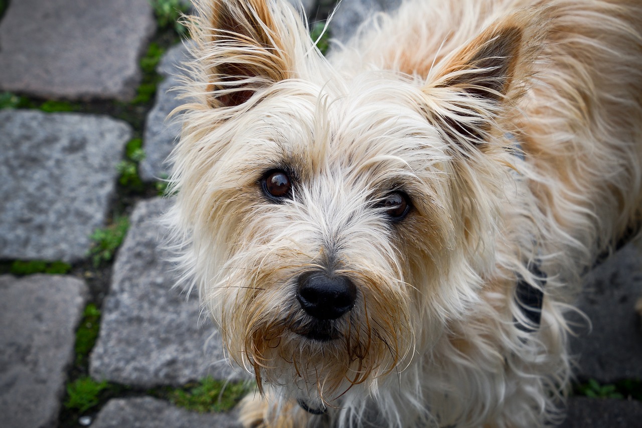 The Affectionate Spirit of the Cairn Terrier